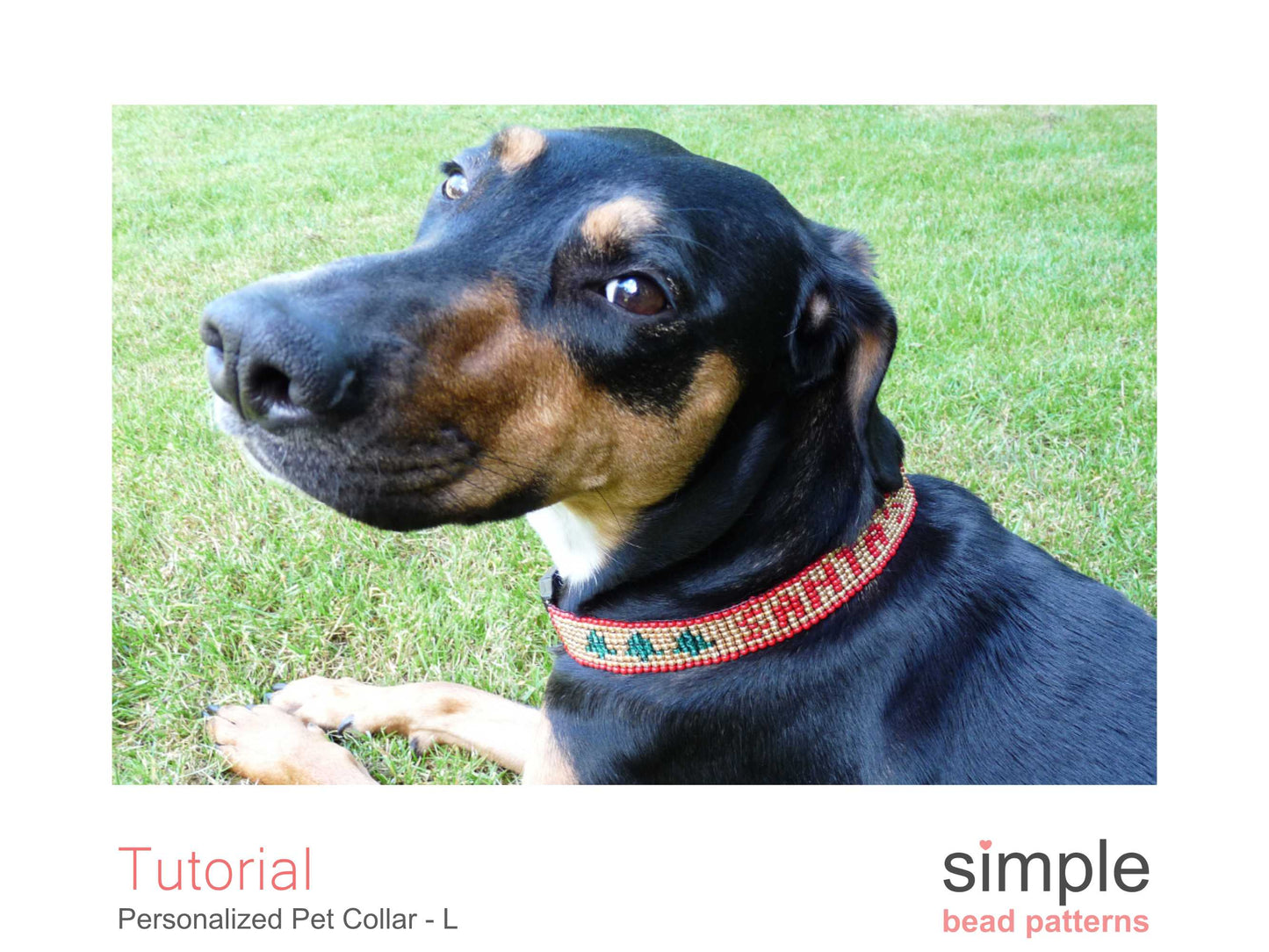 Personalized Dog Collar Size Large